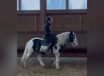 Tinker, Jument, 7 Ans, 142 cm, Pinto