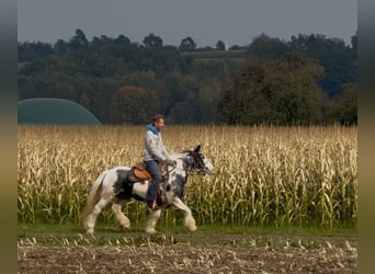 Tinker, Jument, 7 Ans, 144 cm, Pinto