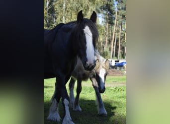 Tinker Croisé, Jument, 7 Ans, 148 cm, Noir