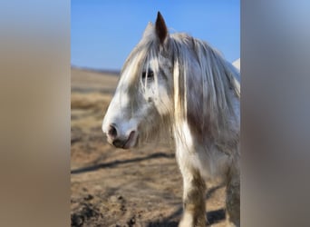 Tinker, Jument, 7 Ans, 152 cm, Blanc