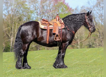 Tinker Croisé, Jument, 7 Ans, 152 cm, Noir