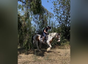 Tinker, Jument, 7 Ans, 152 cm, Pinto