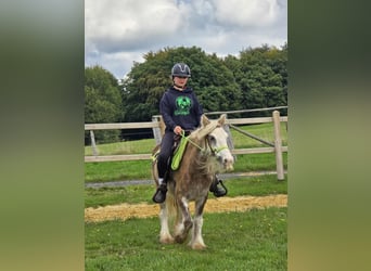 Tinker, Jument, 7 Ans, Palomino