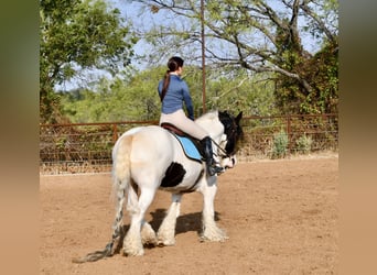 Tinker, Jument, 7 Ans, Pinto