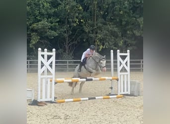 Tinker, Jument, 7 Ans, Rouan Bleu