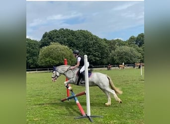 Tinker, Jument, 7 Ans, Rouan Bleu