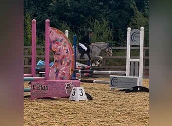 Tinker, Jument, 7 Ans, Rouan Bleu