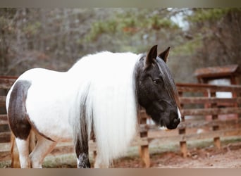 Tinker, Jument, 7 Ans, Rouan Bleu