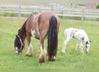 Tinker, Jument, 8 Ans, 127 cm, Pinto