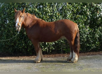 Tinker, Jument, 8 Ans, 130 cm, Alezan