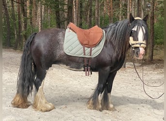 Tinker, Jument, 8 Ans, 136 cm