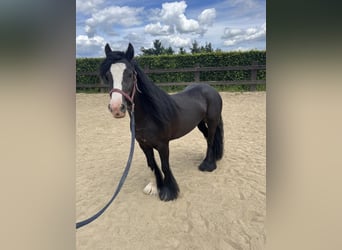 Tinker, Jument, 8 Ans, 136 cm, Noir