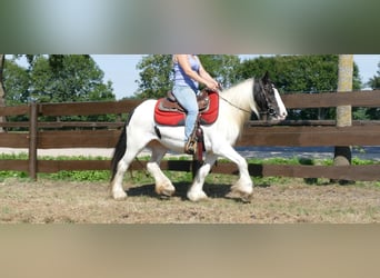 Tinker, Jument, 8 Ans, 136 cm, Pinto