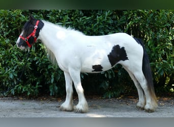 Tinker, Jument, 8 Ans, 136 cm, Pinto