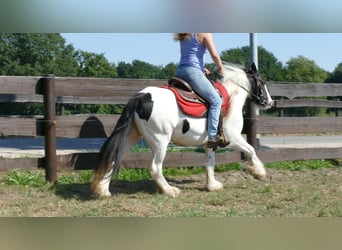Tinker, Jument, 8 Ans, 136 cm, Pinto