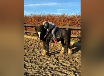 Tinker, Jument, 8 Ans, 137 cm, Noir