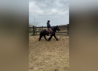 Tinker, Jument, 8 Ans, 137 cm, Noir