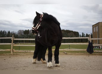 Tinker Croisé, Jument, 8 Ans, 138 cm, Noir