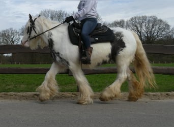 Tinker, Jument, 8 Ans, 138 cm, Pinto