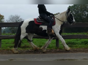 Tinker, Jument, 8 Ans, 139 cm, Pinto