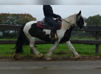 Tinker, Jument, 8 Ans, 139 cm, Pinto