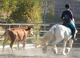 Tinker, Jument, 8 Ans, 140 cm, Peut devenir gris