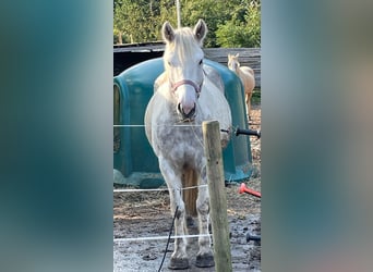 Tinker, Jument, 8 Ans, 150 cm, Gris pommelé