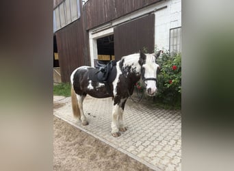 Tinker, Jument, 8 Ans, 153 cm, Pinto