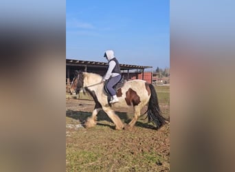 Tinker, Jument, 8 Ans, 154 cm, Pinto
