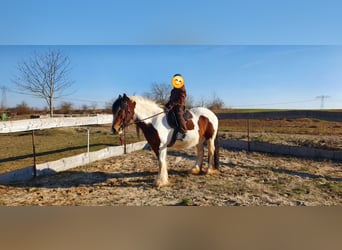 Tinker, Jument, 8 Ans, 154 cm, Pinto