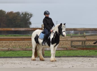 Tinker, Jument, 9 Ans, 120 cm, Pinto