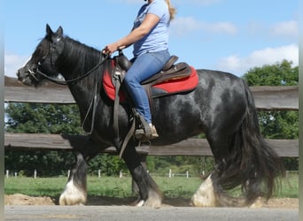 Tinker, Jument, 9 Ans, 129 cm, Noir
