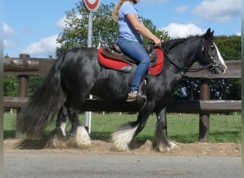 Tinker, Jument, 9 Ans, 129 cm, Noir