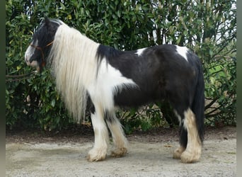 Tinker, Jument, 9 Ans, 129 cm, Pinto