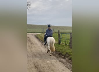 Tinker, Jument, 9 Ans, 135 cm, Pinto