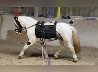 Tinker, Jument, 9 Ans, 135 cm, Pinto