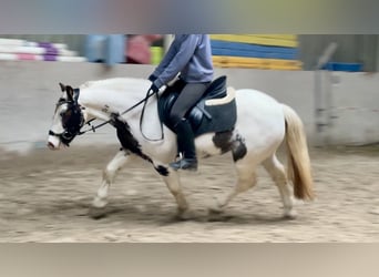Tinker, Jument, 9 Ans, 135 cm, Pinto