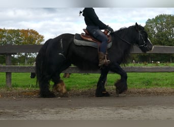 Tinker, Jument, 9 Ans, 137 cm, Noir