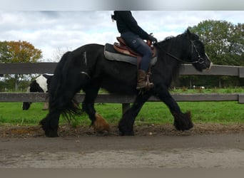 Tinker, Jument, 9 Ans, 137 cm, Noir