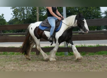 Tinker, Jument, 9 Ans, 141 cm, Pinto