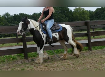 Tinker, Jument, 9 Ans, 141 cm, Pinto