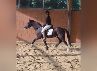 Tinker, Jument, 9 Ans, 144 cm, Noir