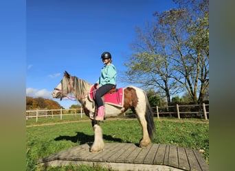 Tinker, Jument, 9 Ans, 144 cm, Pinto