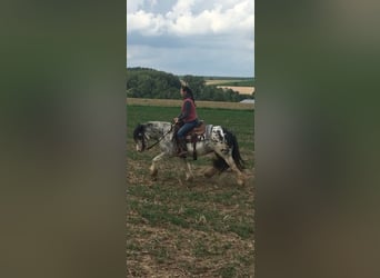 Tinker, Jument, 9 Ans, 145 cm, Rouan Rouge