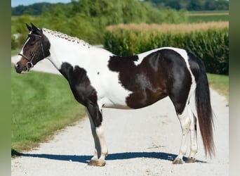 Tinker Croisé, Jument, 9 Ans, 145 cm