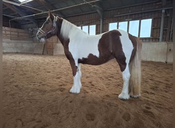 Tinker, Jument, 9 Ans, 150 cm, Pinto