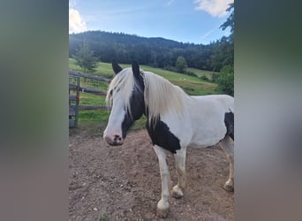 Tinker, Jument, 9 Ans, 150 cm, Pinto