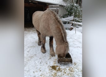 Tinker, Jument, 9 Ans, 158 cm, Palomino