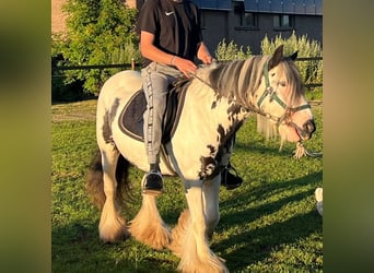 Tinker, Jument, 9 Ans, Pinto