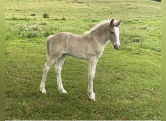 Tinker Croisé, Jument, Poulain (01/2026), 145 cm, Overo-toutes couleurs
